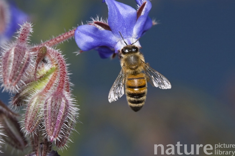 bee visiting a flower